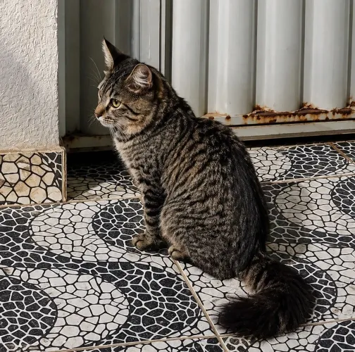 Doaçao de gato nove meses