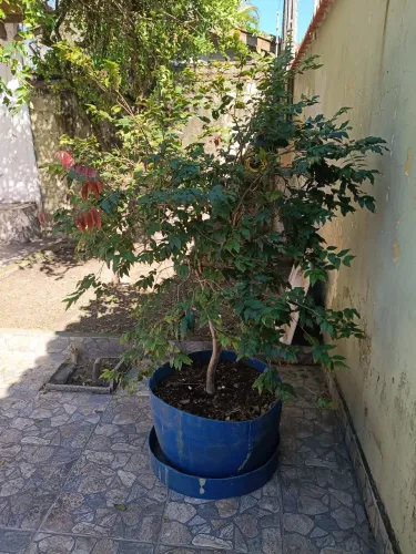 Jaboticabeira