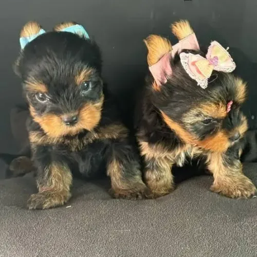 Yorkshire micro macho e fêmea raça pura lindos