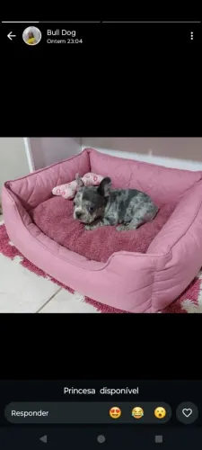 Buldogue francês