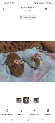 Estou dando em adoção porquinha da india