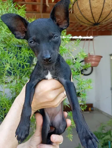 Pinscher fêmea n° 1 2 meses