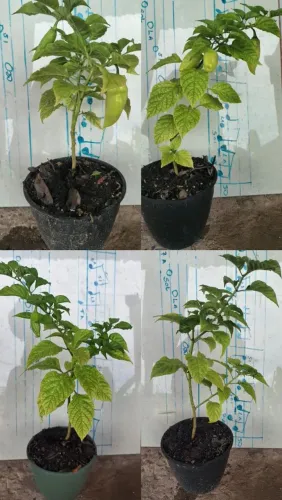 Lindas mudas de pimenta de cheiro