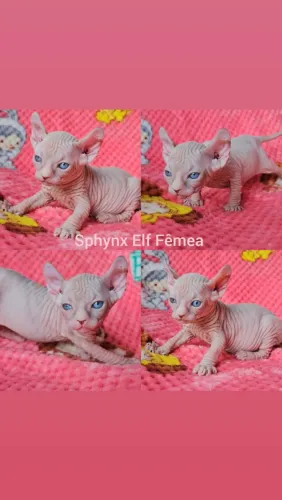 Sphynx Elf Filhotes - Gatil Bsb Cat