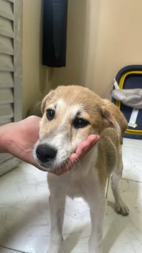 Oliver para adoção