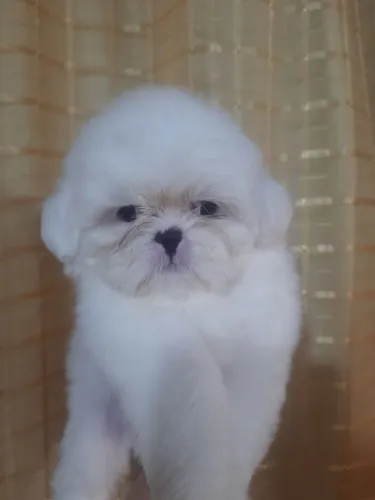 Shih Tzu Macho Branco Lindo