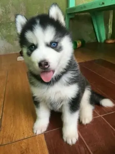 Husky Siberiano - Um Companheiro Para Amar