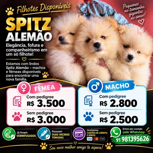 Spitz alemão (lulu da pomerania)