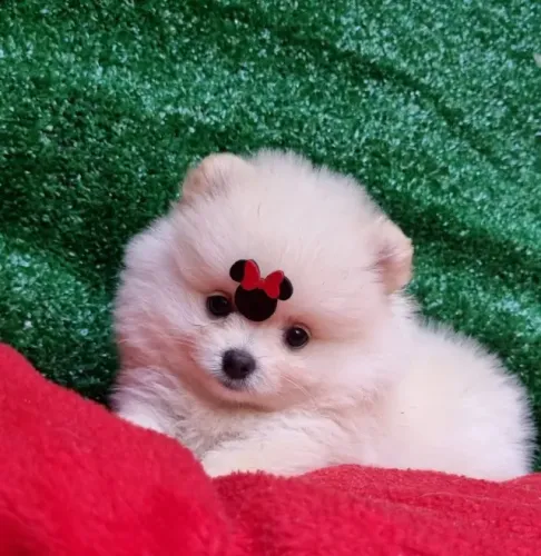 Lulu da Pomerânia: Saúde 100% garantida com V10 e Segurança Jurídica.