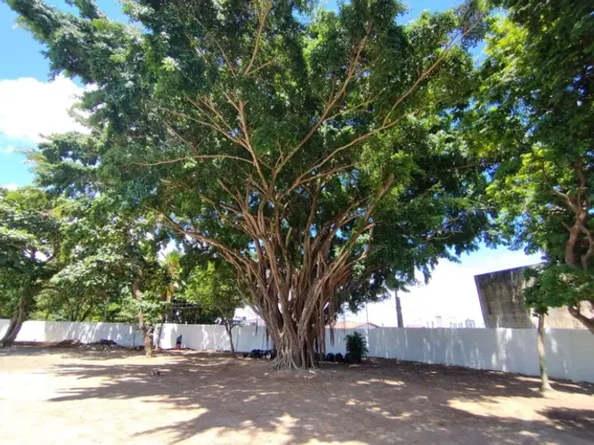Poda Corte e remoção de árvores ? 