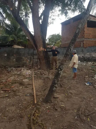 Poda de árvores *