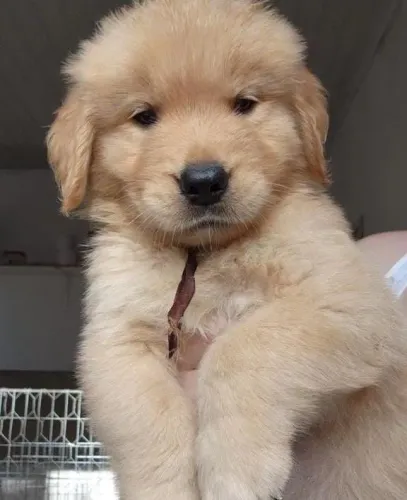 Filhote Golden Retriever, O melhor presente da vida tem quatro patas!