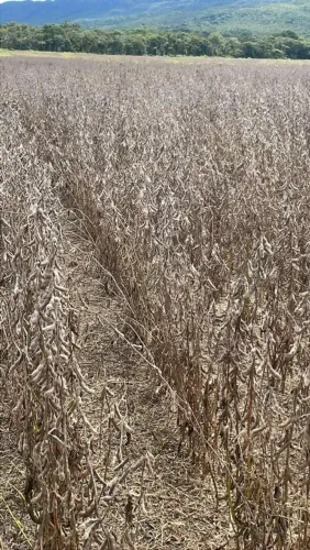 Fazenda arrendamento 1.300 hec em Jangada MT. Repasse, Ágio 2.5 milhões.