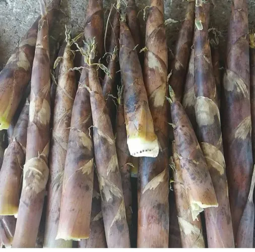 Broto de bambu fresco 