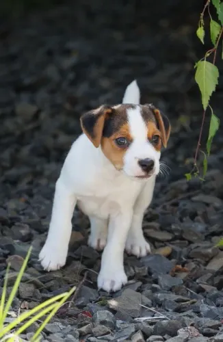 Jack Russell Terrier Macho Pequeno - Linhagem selecionada