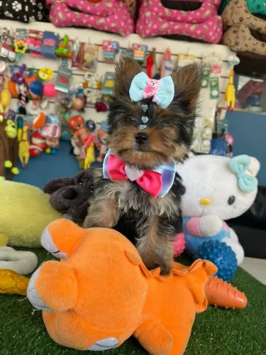Yorkterrier fêmea micro vacinada
