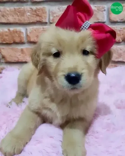 Filhote Golden Retriever, Um novo amigo peludo está esperando para te amar!