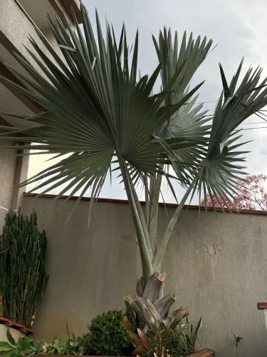 Palmeira azul