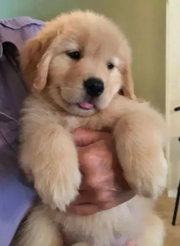 Filhote Golden Retriever, Lealdade, Companhia e Muitas Travessuras em Um Só Pacote!