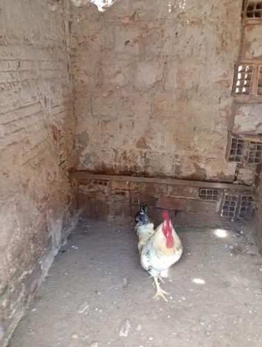 Galo comum