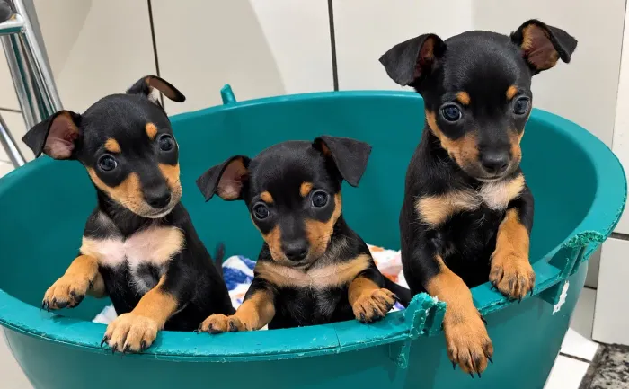 Filhote de Pinscher