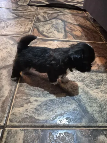 Filhotes de shih Tzu disponíveis