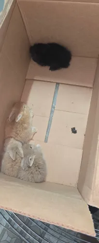 Coelhos