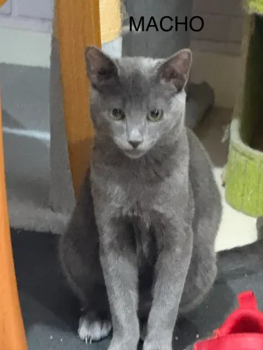 Casal de Gatos Azul Russo (Russian Blue) Disponível