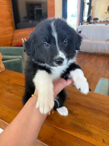 FILHOTES DE BORDER COLLIE DISPONÍVEIS 