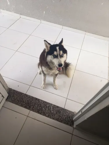 Husky fêmea