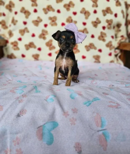 Cãozinho Pinscher/Pincher/Pinsher/Pintier inteligentes, ativos e encantadores