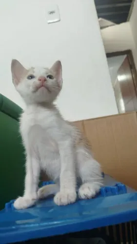 Doação de gatos