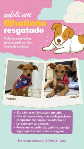 Filhotes caramelo para adoção responsável