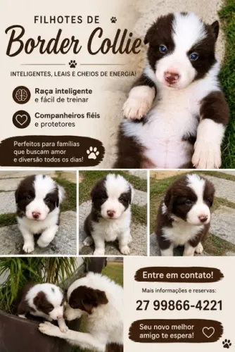Vendas de Filhotes de Borde Collie