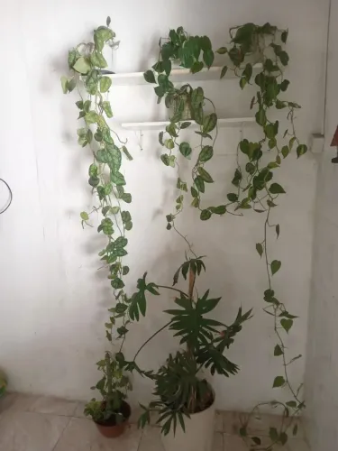 Todas as plantas e prateleira