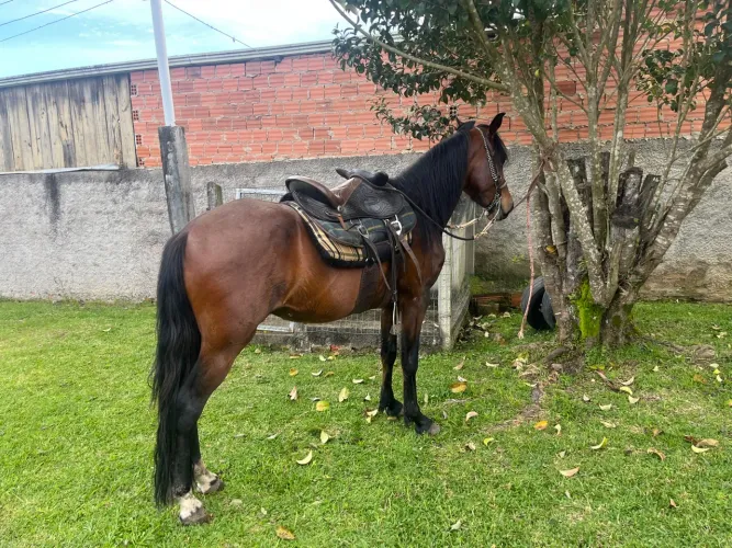Cavalo manga larga marchador