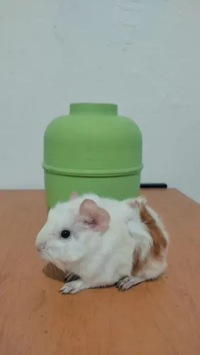 Porquinho da Índia filhote