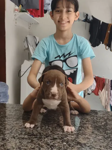 Brazilian bull (Pit Monster) 2,500$