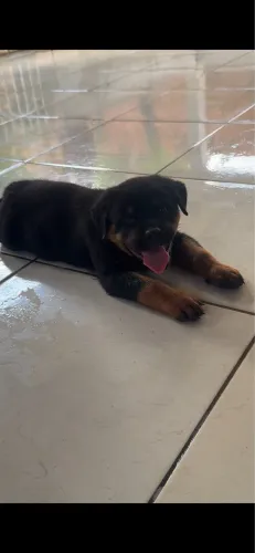 Vendo filhote de rottweiler