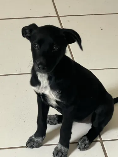Doa-se irmãos filhote vira lata 