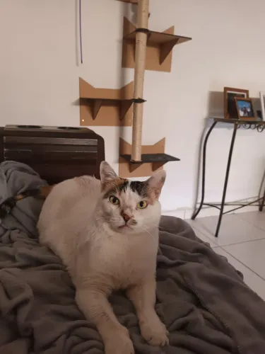 Gatos