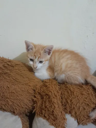 Gatinha adoção