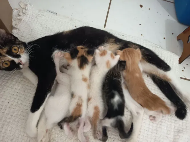 Doação de filhotes de gato