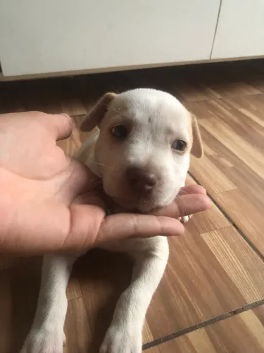Filhote Pitbull