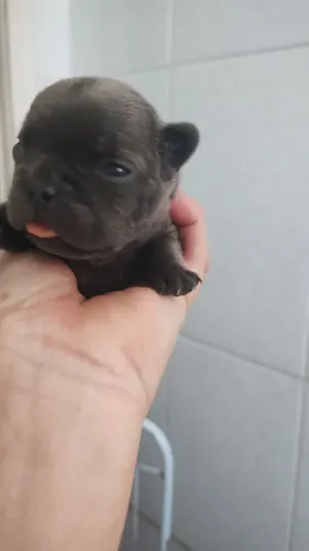 Bulldog francês