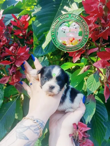 Promoção imperdível que Cabe no seu Bolso Último Machinho Shih Tzu 