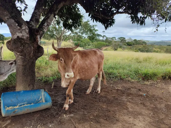 Vendo essa vaca 