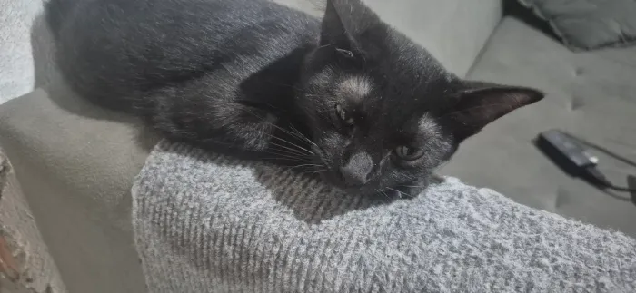 ADOÇÃO RESPONSÁVEL GATOS