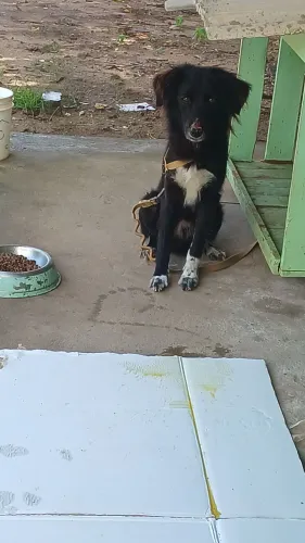 ADOÇÃO