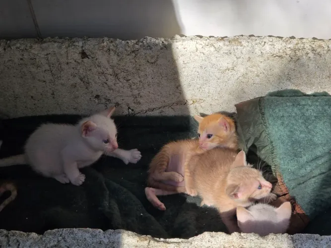 Gatos filhotes pra doar